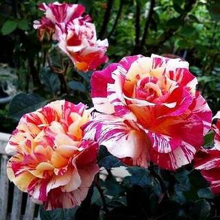 Роза чайно-гибридная Морис Утрилло (Maurice Utrillo)
